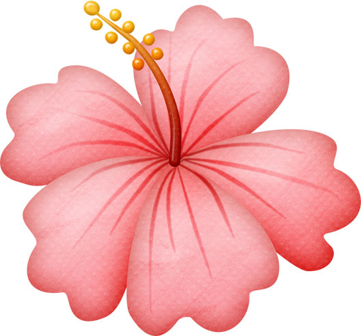 ﾊｲﾋﾞｽｶｽ あいゆう倶楽部